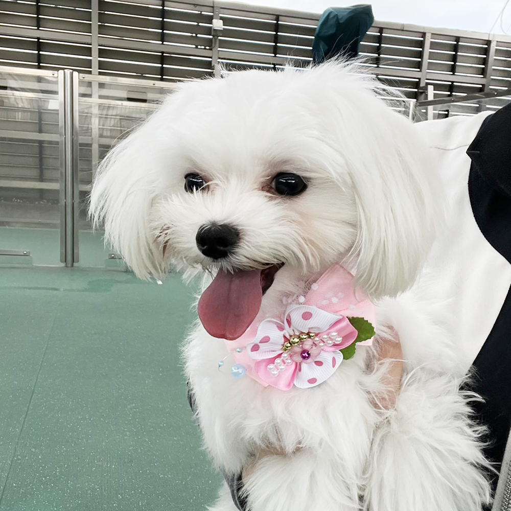 生徒が撮影したモデル犬写真♪②